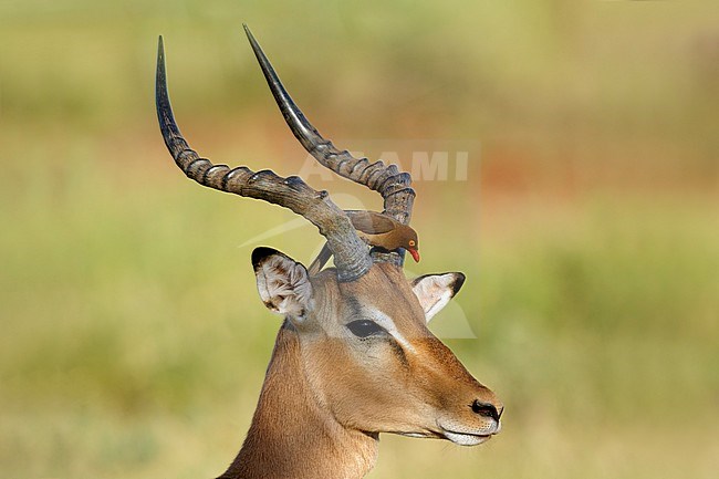 Roodsnavelossenpikker zitend op impala, Red-billed Oxpecker stting on impala, stock-image by Agami/Walter Soestbergen,