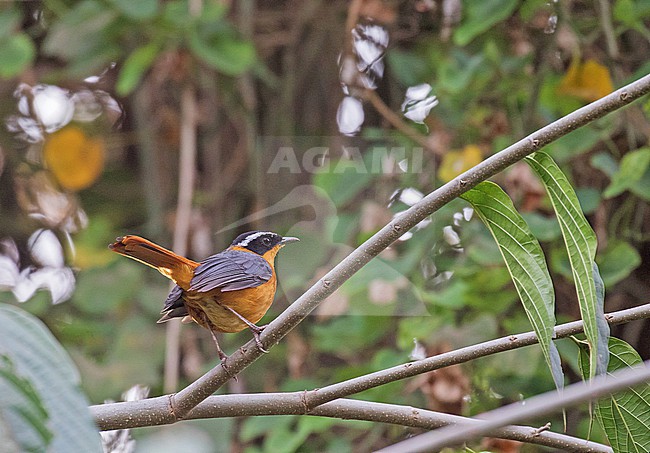 Rüppell's Robin-Chat (Cossypha semirufa) in Tanzania. stock-image by Agami/Pete Morris,