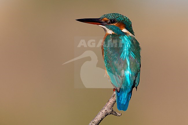 Vrouwtje  IJsvogel; Female Common Kingfisher stock-image by Agami/Daniele Occhiato,