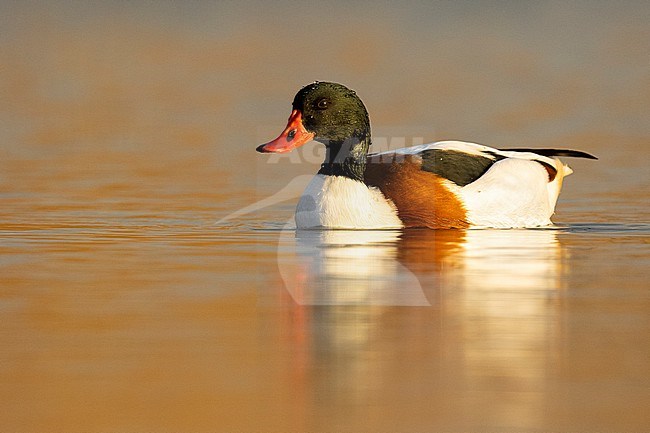 Common Shelduck (Tadorna tadorna), male swimming in the water, Campania, Italy stock-image by Agami/Saverio Gatto,