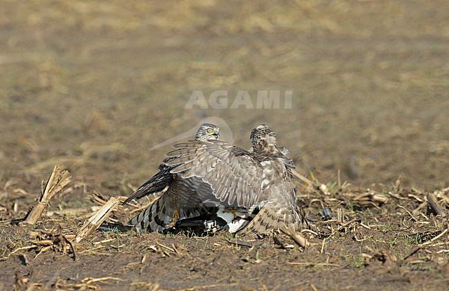 Eurasian Sparrowhawk (Accipter nisus), two juveniles fighting for a Northern Lapwing that is still alive. stock-image by Agami/Fred Visscher,