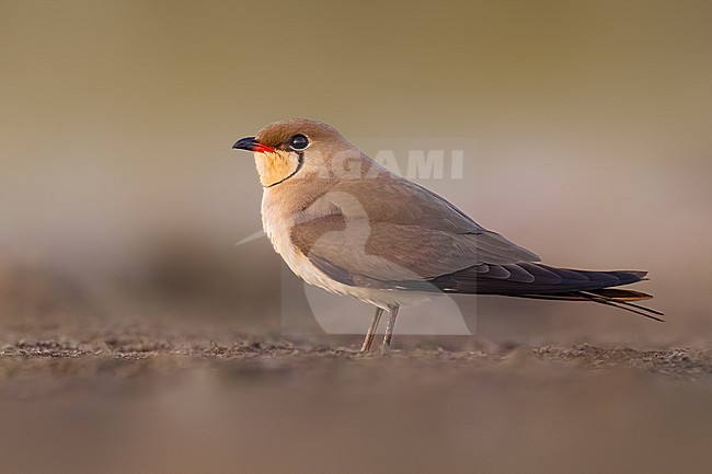Collared Pratincole, Glareola pratincola, in Italy. stock-image by Agami/Daniele Occhiato,
