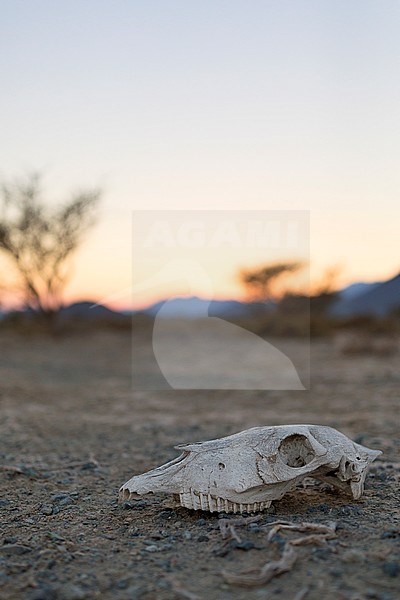 Skull in the desert, skull in arid plain landscape, Khatmat Milahah, Al Batinah, Oman stock-image by Agami/Saverio Gatto,