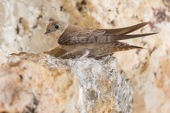 Crag Martin (Ptyonoprogne rupestris), 2cy individual perched on a rock, Campania, Italy stock-image by Agami/Saverio Gatto,
