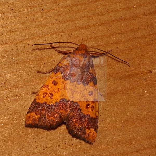 Barred Sallow, Saffraangouduil stock-image by Agami/Bas Haasnoot,