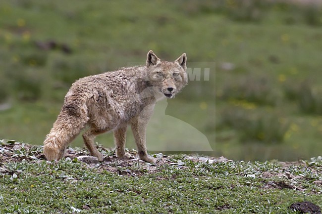 Tibetaanse zandvos, Tibetan fox stock-image by Agami/Dubi Shapiro,