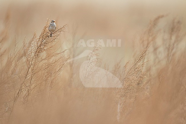 Asian Lesser Short-toed Lark (Alaudala rufescens ssp. cheelensis), Russia (Baikal), adult perched on top of reed stock-image by Agami/Ralph Martin,