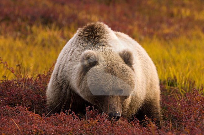Kamchatka Brown Bear, Kamtsjatkabeer stock-image by Agami/Sergey Gorshkov,