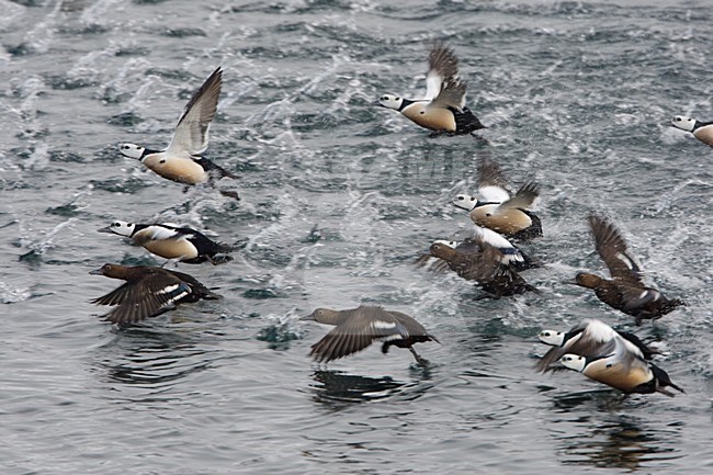 Groep Stellers Eiders in de vlucht; Group of Steller\'s Eider in flight stock-image by Agami/Arie Ouwerkerk,