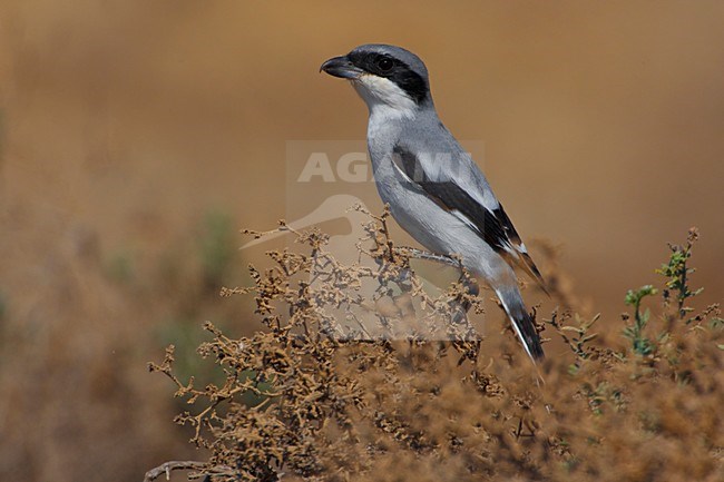 Zuidelijke Klapekster in struikje; Southern Grey Shrike in low bush stock-image by Agami/Daniele Occhiato,