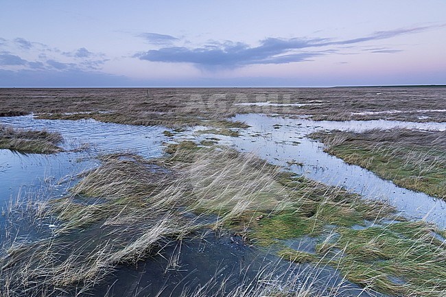 Saltmarsh near Lighthouse Westerhever, in the German Wadden Sea. stock-image by Agami/Ralph Martin,