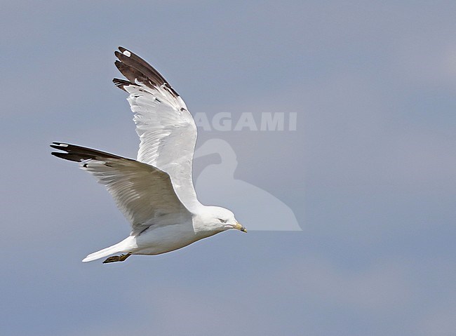 Third calendar year Ring-billed Gull (Larus delawarensis) in flight in Canada. stock-image by Agami/Nils van Duivendijk,