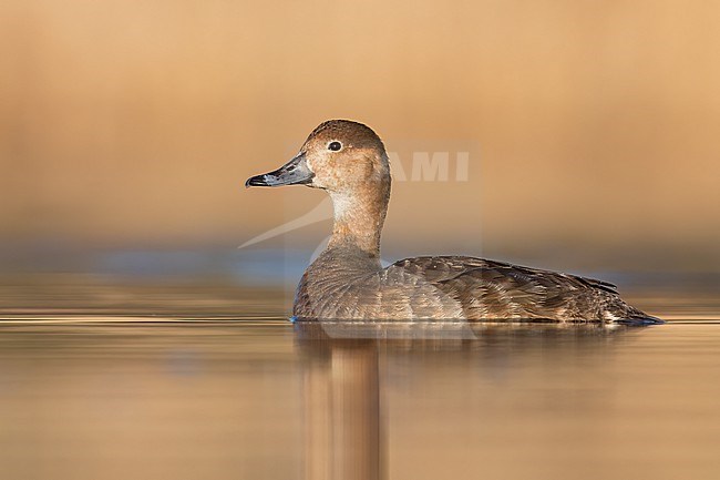 Redhead (Aythya americana) swimming in a pond in Manitoba, Canada. stock-image by Agami/Glenn Bartley,