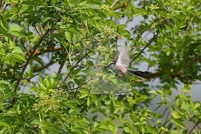 Long-tailed Tit (Aegithalos caudatus europaeus) flying in front of a tree in Germany. stock-image by Agami/Ralph Martin,