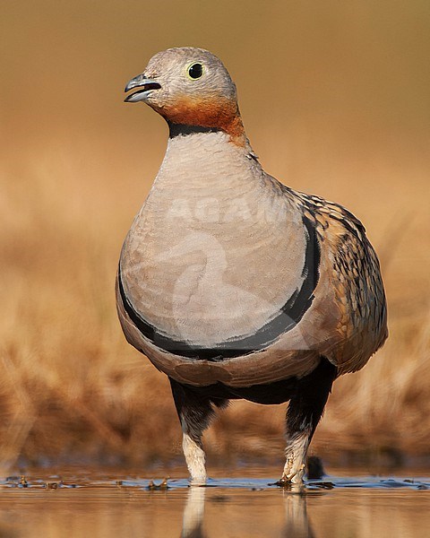 Black-bellied Sandgrouse (Pterocles orientalis) in the steppes near Belchite in Spain. stock-image by Agami/Marc Guyt,