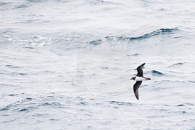 One of the world's rarest seabirds, the Magenta Petrel (Pterodroma magentae), flying over the ocean near Chatham Islands. stock-image by Agami/Marc Guyt,