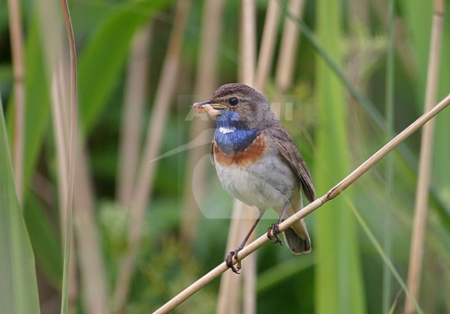 White-spotted Bluethroat male perched with larva in bill, Witgesterde blauwborst mannetje zittend met larve in snavel stock-image by Agami/Reint Jakob Schut,