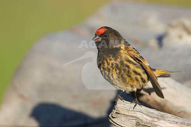 Red-fronted Serin - Rotstirngirlitz - Serinus pusillus: Kyrgyzstan stock-image by Agami/Ralph Martin,