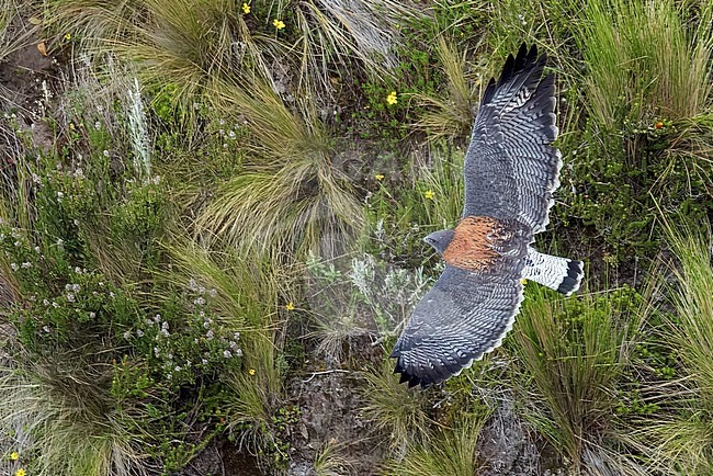 Variable Hawk (Buteo polyosoma) flying in the Andes Mountains in Ecuador. Seen from above. stock-image by Agami/Glenn Bartley,