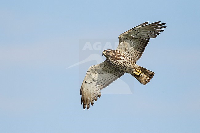 Juvenile
Galveston Co., TX
April 2013 stock-image by Agami/Brian E Small,