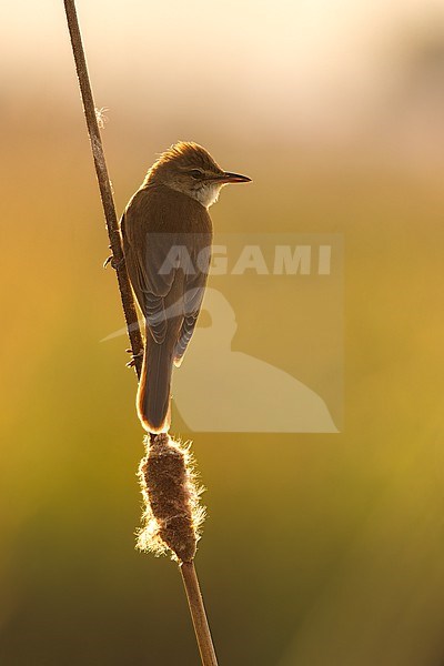 Backlight of an adult male Great Reed Warbler (Acrocephalus arundinaceus) perched in reed bed in Ebro delta, Spain. stock-image by Agami/Alejandra Rendón Calle,