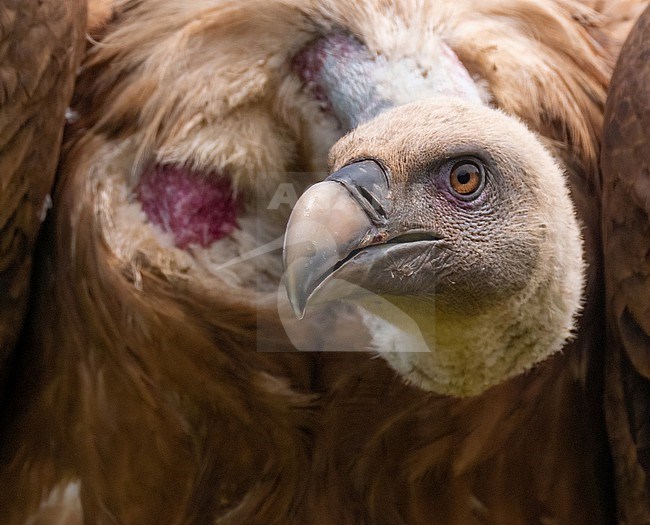 Griffon Vulture, Gyps fulvus. Close-up stock-image by Agami/Hans Germeraad,