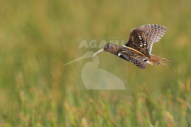 South American Painted-Snipe (Nycticryphes semicollaris) in flight along the edge of a marsh in Argentina stock-image by Agami/Dubi Shapiro,