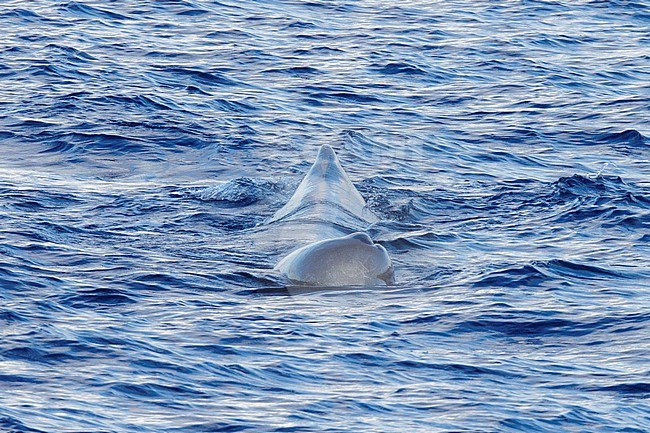 Sperm whale (Physeter macrocephalus) taken the 25/08/2022 at Toulon - Franc.e. stock-image by Agami/Nicolas Bastide,
