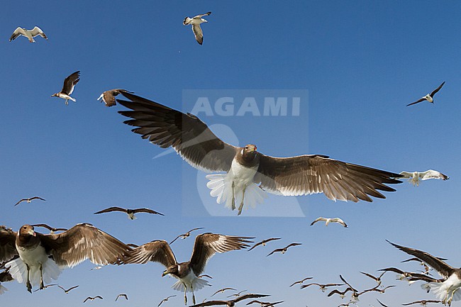 Sooty Gull - Hemprichmöwe - Larus hemprichii, Oman stock-image by Agami/Ralph Martin,