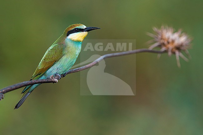 Immature European Bee-eater, Merops apiaster, in Italy. Perched on a branch. stock-image by Agami/Daniele Occhiato,