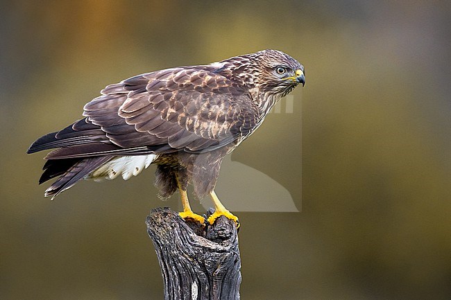 Common Buzzard, Buteo buteo, in Italy. stock-image by Agami/Daniele Occhiato,