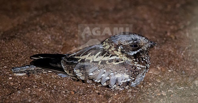 Donaldson Smith's Nightjar (Caprimulgus donaldsoni) resting on the Wachile to Yabello road in Ethiopia. stock-image by Agami/Ian Davies,