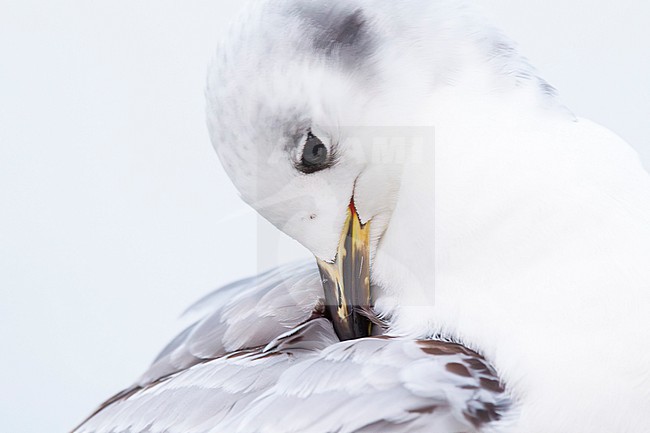Portrait of a preening first winter black-legged kittiwake (Rissa tridactyla), found at a vessel offshore at the German Beight at the North Sea stock-image by Agami/Mathias Putze,