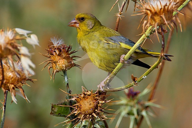 Foeragerend mannetje Groenling; Foraging male European Greenfinch stock-image by Agami/Daniele Occhiato,