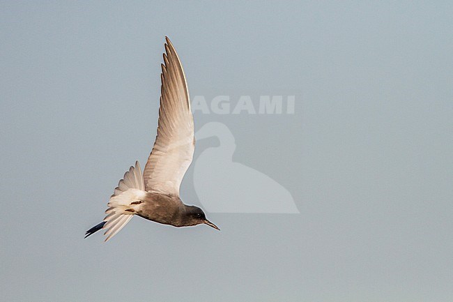 Zwarte Stern in vlucht; Black Tern in flight stock-image by Agami/Menno van Duijn,