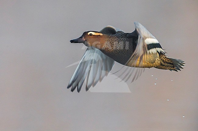 Mannetje Zomertaling in vlucht, Garganey male in flight stock-image by Agami/Daniele Occhiato,