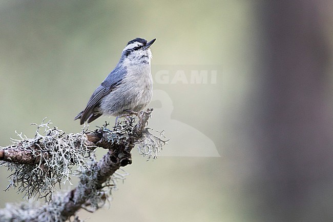 Corsican Nuthatch - Korsenkleiber - Sitta whiteheadi, France (Corsica), adult, male stock-image by Agami/Ralph Martin,