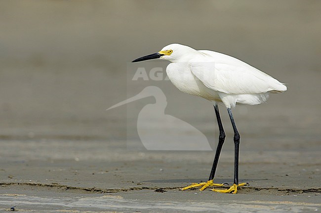 Adult Snowy Egret (Egretta thula)
Galveston Co., TX
April 2017 stock-image by Agami/Brian E Small,