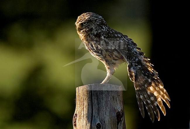 Steenuil zittend en vleugel strekkend;Little Owl perched and wing stretching stock-image by Agami/Han Bouwmeester,