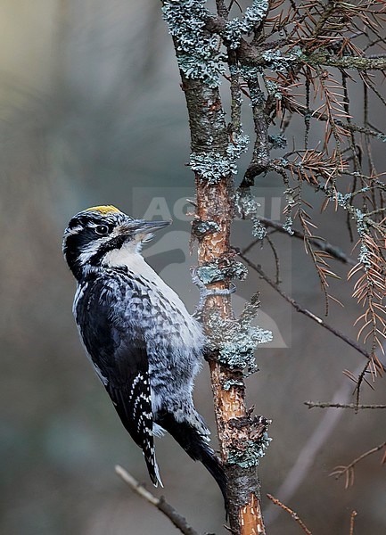 Three-toed Woodpecker male (Picoides tridactylus) Helsinki January 2018 stock-image by Agami/Markus Varesvuo,