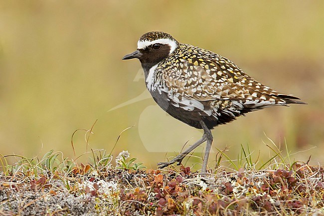 Pacific Golden Plover (Pluvialis fulva)  perched on the tundra in Nome, Alaska. stock-image by Agami/Glenn Bartley,
