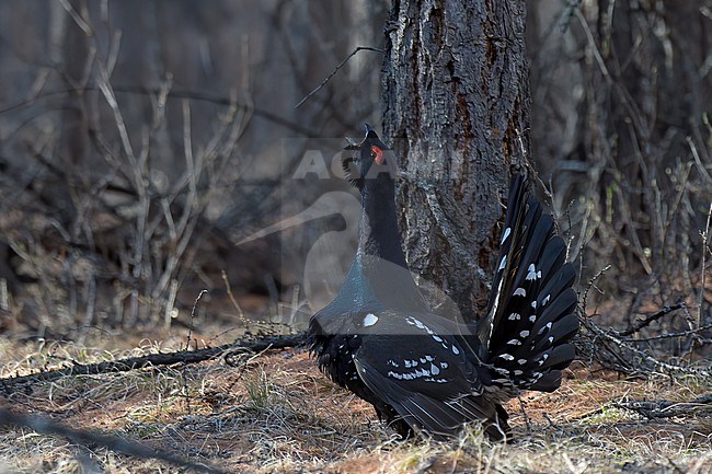 Adult male Black-billed Capercaillie (Tetrao urogalloides stegmanni) performing advertising song in Mongolia. Side view of bird in taiga forest. stock-image by Agami/Kari Eischer,
