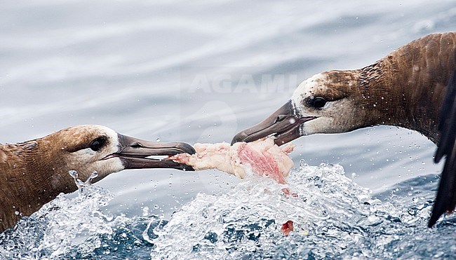 Two Black-footed Albatrosses (Phoebastria nigripes) fighting for food offshore California, United States. stock-image by Agami/Marc Guyt,