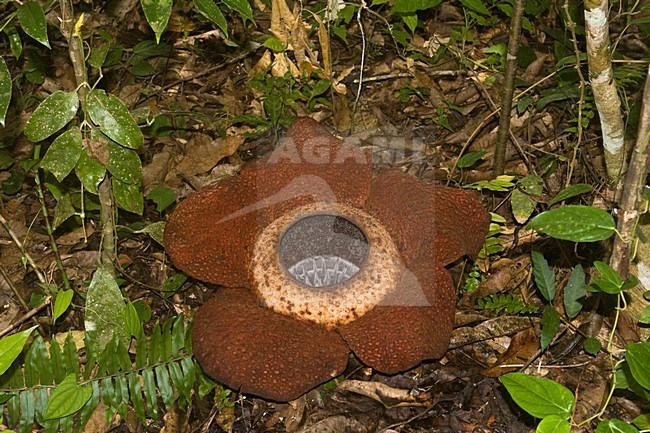 Rafflesia keithii stock-image by Agami/Roy de Haas,
