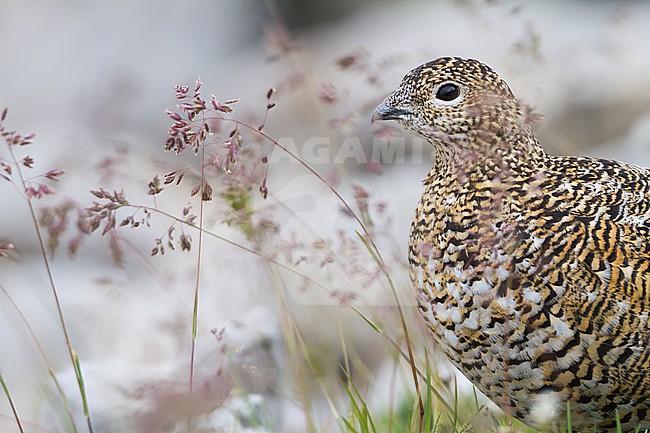 Rock Ptarmigan - Alpenschneehuhn - Lagopus muta ssp. helvetica, Germany, adult female stock-image by Agami/Ralph Martin,