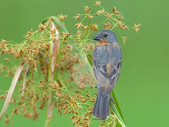 Mannetje Dwergdikbekje, Male Ruddy-breasted Seedeater stock-image by Agami/Alex Vargas,