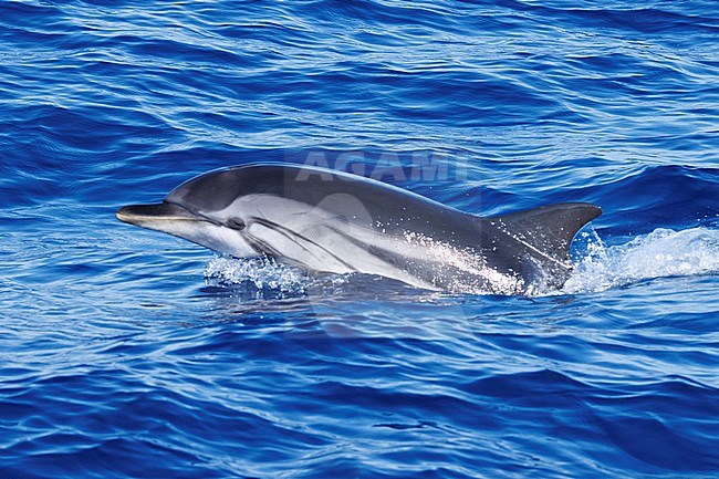 Striped Dolphin (Stenella coeruleoalba) taken the 02/08/2022 at Toulon - Franc.e. stock-image by Agami/Nicolas Bastide,