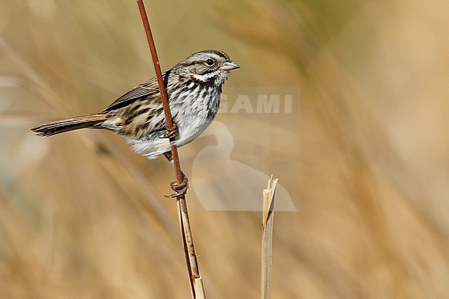 Adult
Riverside Co., CA
January 2007 stock-image by Agami/Brian E Small,