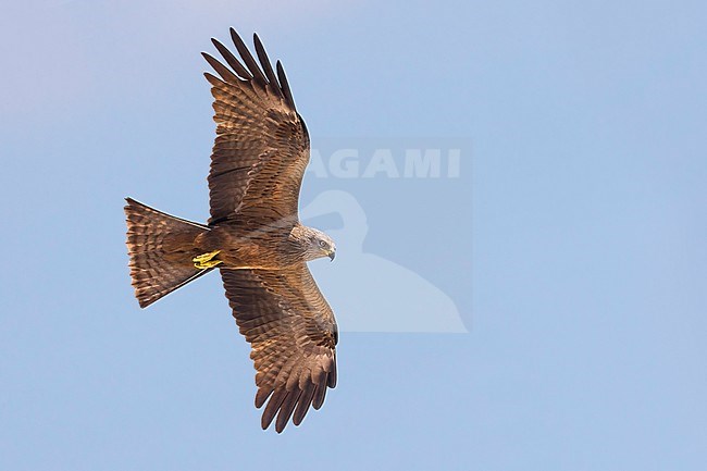 Zwarte Wouw in vlucht; Black Kite in flight stock-image by Agami/Daniele Occhiato,