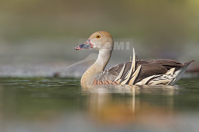Plumed Whistling-Duck (Dendrocygna eytoni) in a pond in Papua New Guinea stock-image by Agami/Dubi Shapiro,